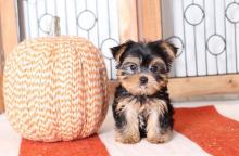 Puppies for sale yorkshire terrier - Hungary, Budapest