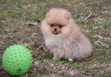 Puppies for sale pomeranian spitz - Slovenia, Shabatts, Loznica, Srbija