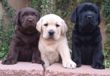 Puppies for sale labrador retriever - Belarus, Minsk