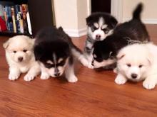 Puppies for sale mixed breed, pomsky - Romania, Iasi