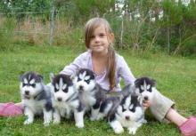 Puppies for sale haski, siberian husky - Latvia, Kraslava