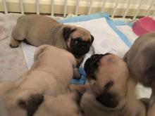 Puppies for sale pug - Austria, Linz. Price 250 €