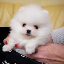 Puppies for sale pomeranian spitz - Sweden, Malmo