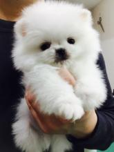 Puppies for sale pomeranian spitz - United Kingdom, Sunderland