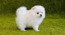 Puppies for sale pomeranian spitz - Poland, Wroclaw