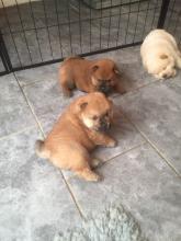 Puppies for sale chow chow - Greece, Thessaloniki. Price 250 €