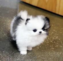 Puppies for sale pomeranian spitz - Canada, British Columbia, Victoria