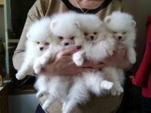 Puppies for sale pomeranian spitz - Slovakia, Presov