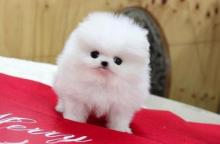 Puppies for sale pomeranian spitz - Canada, Ontario