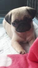 Puppies for sale pug - Czech Republic, Presov. Price 250 €