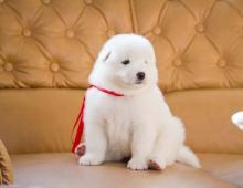 Puppies for sale samoyed dog (samoyed) - Romania, Dirlosh