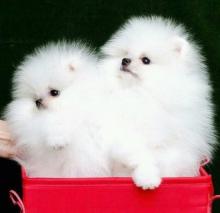 Puppies for sale pomeranian spitz - Poland, Sosnowiec