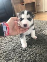 Puppies for sale other breed, siberian husky puppies - Armenia, Armenia