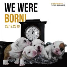 Puppies for sale english bulldog - Slovenia, Novi Sad, Bačka Palanka