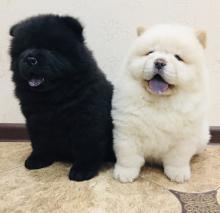 Puppies for sale chow chow - Ukraine, Chernihiv