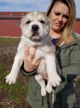 Puppies for sale central asia shepherd dog - Slovenia, Novi Sad