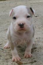 Puppies for sale american pit-bull terrier - Greece, Athens