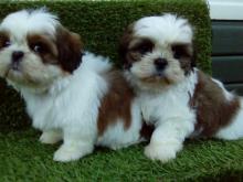 Puppies for sale shih tzu - Greece, Athens