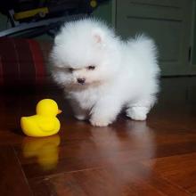 Puppies for sale pomeranian spitz - Greece, Athens