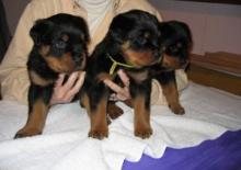 Puppies for sale german shepherd dog - Greece, Athens