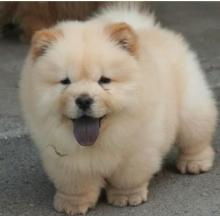 Puppies for sale chow chow - France, Paris