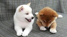 Puppies for sale , shiba inu puppies - Portugal, Lisbon