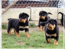 Puppies for sale rottweiler - Portugal, Faro