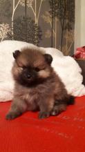 Puppies for sale pomeranian spitz - Czech Republic, Bridge. Price 850 $