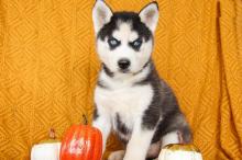 Puppies for sale haski, siberian husky puppies - Azerbaijan, Azerbaijan