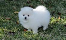 Puppies for sale pomeranian spitz - Canada, Quebec, Montreal