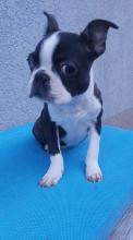 Puppies for sale boston terrier - Slovenia, Belgrade, Ruma