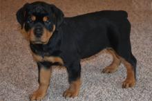 Puppies for sale rottweiler - Uzbekistan, Samarkand