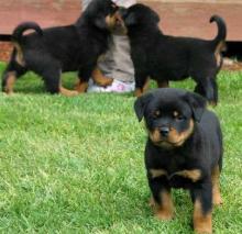 Puppies for sale rottweiler - Portugal, Lisbon