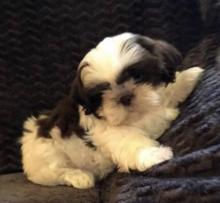 Puppies for sale shih tzu - USA, Texas, Houston. Price 400 $