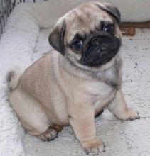 Puppies for sale pug - Turkmenistan, Ashgabat