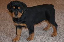 Puppies for sale rottweiler - Tajikistan, Khujand