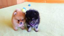 Puppies for sale pomeranian spitz - United Kingdom, Blackburn