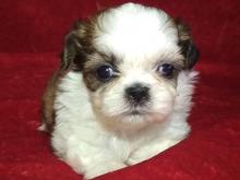 Puppies for sale shih tzu - United Kingdom, Edinburgh