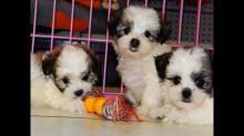 Puppies for sale shih tzu - Finland, Lapperanta