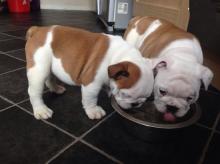 Puppies for sale english bulldog - Kyrgyzstan, Bishkek