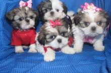 Puppies for sale shih tzu - United Kingdom, Birmingham