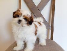 Puppies for sale shih tzu - Romania, Iasi