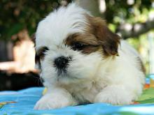 Puppies for sale shih tzu - Slovenia, Krusevac