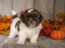 Puppies for sale shih tzu - Poland, Rybnik