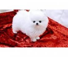 Puppies for sale pomeranian spitz - Russia, Moscow