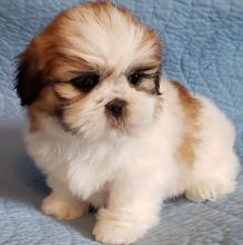 Puppies for sale shih tzu - Slovenia, Subbotitsa