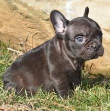 Puppies for sale french bulldog - France, Amiens