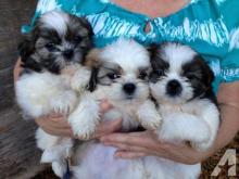 Puppies for sale shih tzu - Finland, Kuopio