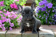 Puppies for sale french bulldog - Kazakhstan, Astana