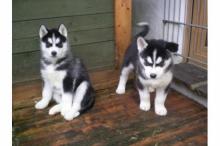 Puppies for sale other breed, siberian husky puppies - Armenia, Gyumri